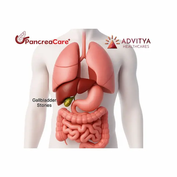 Anatomical illustration showing the pancreas among the surrounding digestive organs