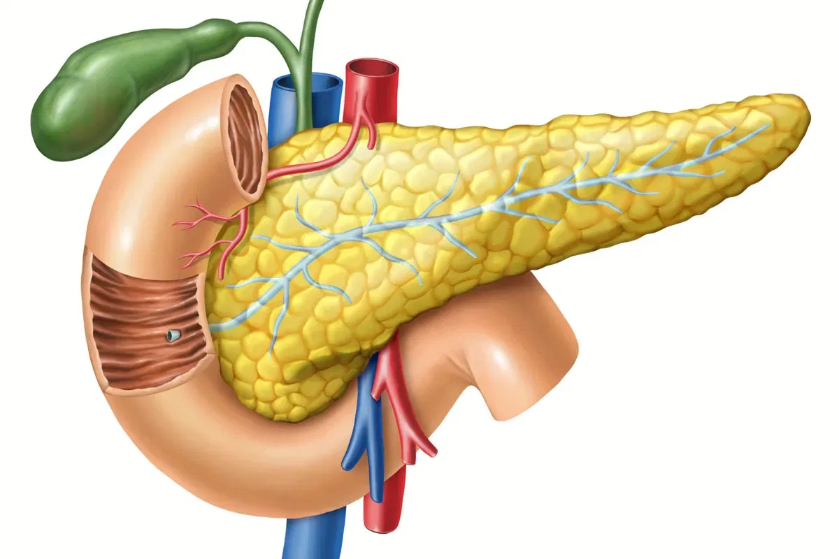 Anatomical illustration of the pancreas with its duct system, duodenum, gallbladder and surrounding blood vessels